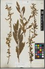Foto von Salix alba L. x Salix fragilis L.